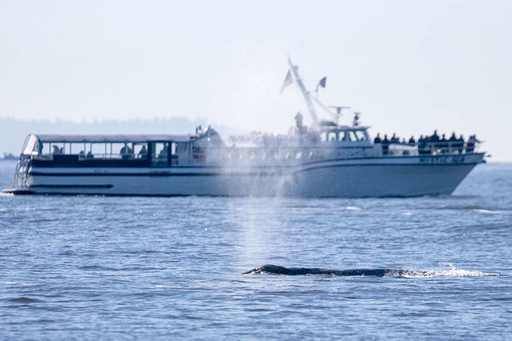 A gray whale surfaces while feeding in the Possession Sound. (Kevin Clark / The Daily Herald)
