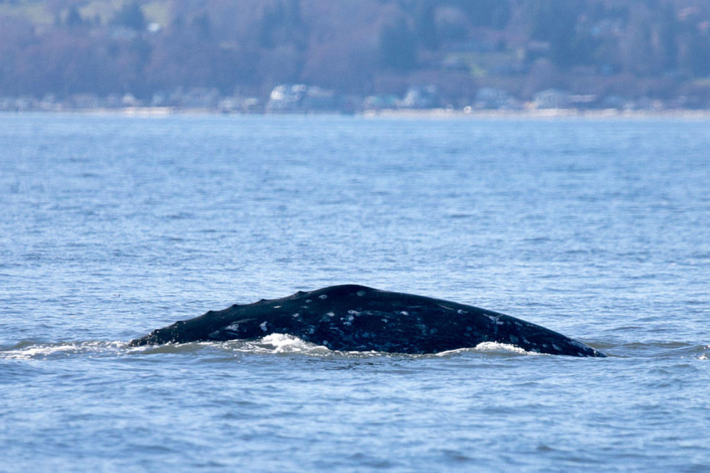 A gray whale surfaces while feeding in the Possession Sound. (Kevin Clark / The Daily Herald)
