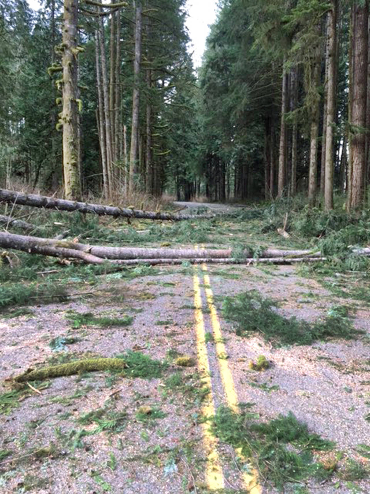 Sultan Basin Road closed for the investigation and because of downed trees in the roadway. These trees fell next to responding emergency vehicles, sending first responders running for safety. (Snohomish County Sheriff’s Office)