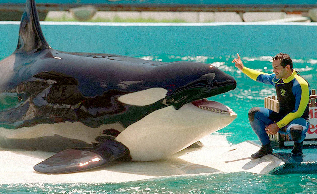 Lolita in a 1994. She has lived more than 40 years at Miami Seaquarium. (Harley Soltes/Seattle Times/TNS)