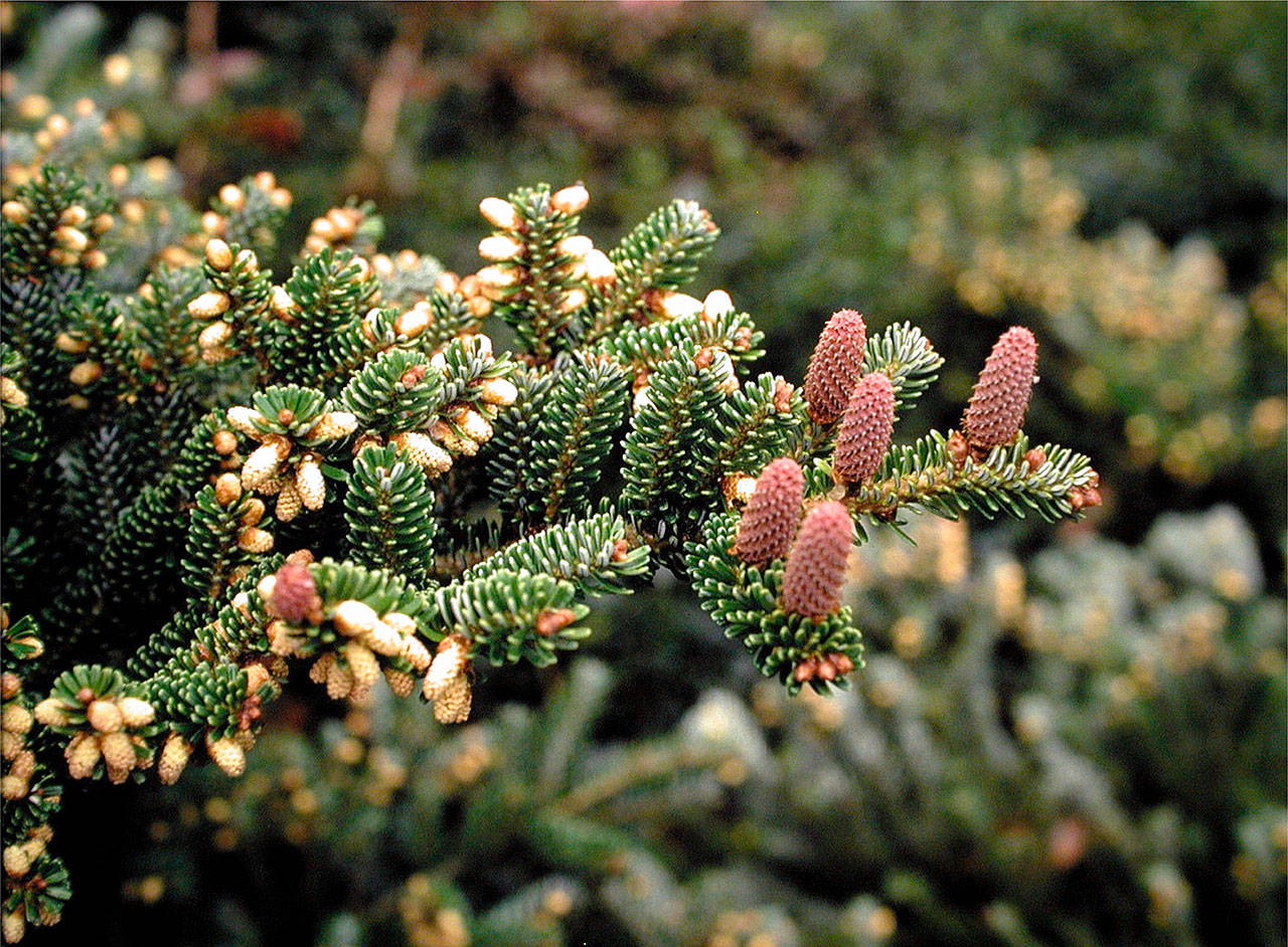 Abies koreana is native to South Korea on upper mountain slopes and has the common name Korean fir. (Richie Steffen)