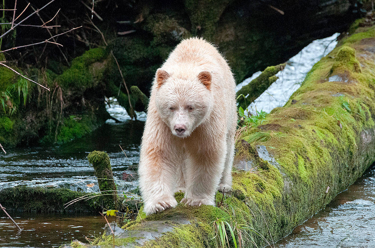 On the trail of the spirit bear | HeraldNet.com