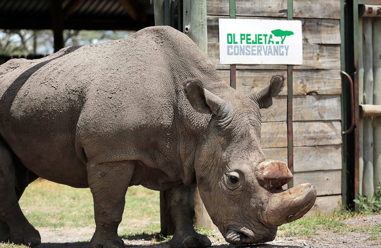 Sudan, the world’s last male northern white rhino, is photographed at the Ol Pejeta Conservancy in Laikipia county in Kenya last year. Researchers say Sudan has died after “age-related complications.” (Associated Press file)