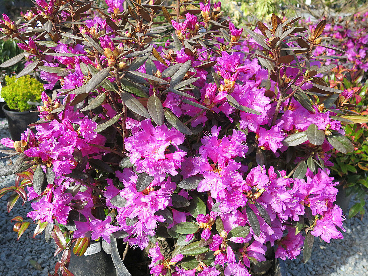 Rhododendron P.J.M. greets the coming of spring with early blooms. It is a compact, rounded shrub with small leaves and purple-pink flowers. (Photo by Pam Roy)