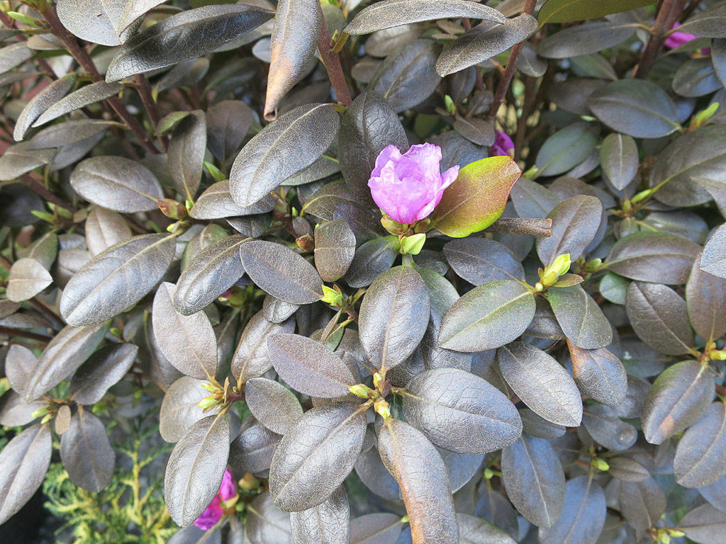 Even when not in bloom, “P.M.J.” features maroon-burgundy leaf color for interest. (Photo by Pam Roy)
