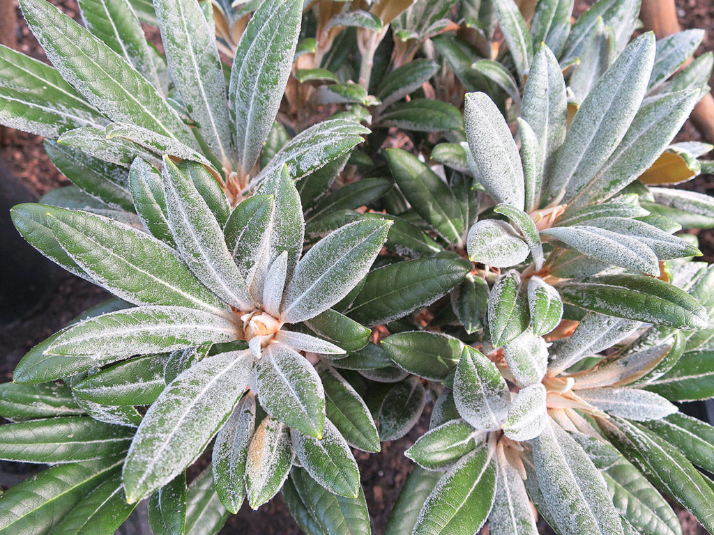 Rhododendron “Silver Skies” has little silver-gray hairs growing on the leaves, which are called indumentum. (Photo by Pam Roy)
