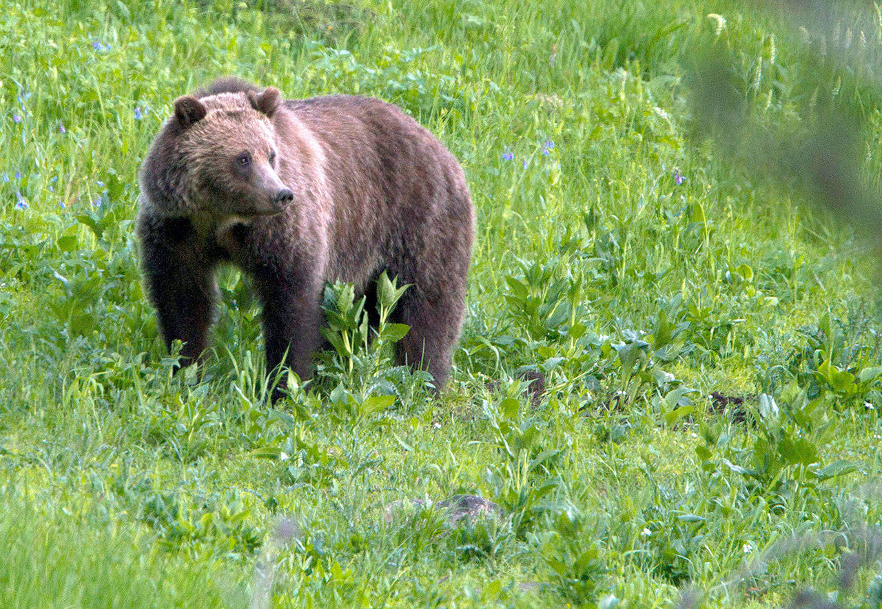 A grizzly bear in Yellowstone National Park, Wyoming. (AP Photo/Jim Urquhart, File)
