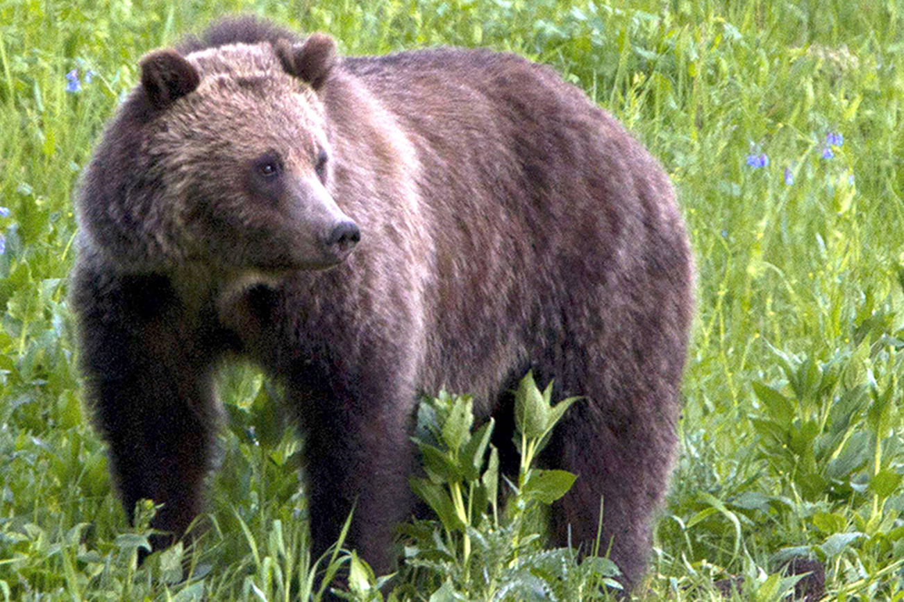 Interior secretary supports the return of grizzly bears here