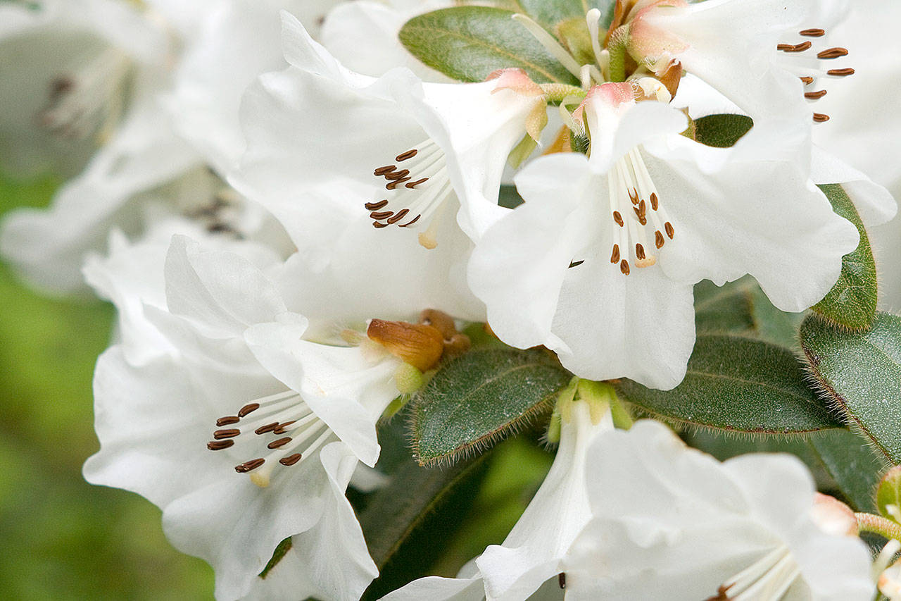 “Snow Lady” rhododendron provides a profusion of white flowers in early spring. (Richie Steffen)