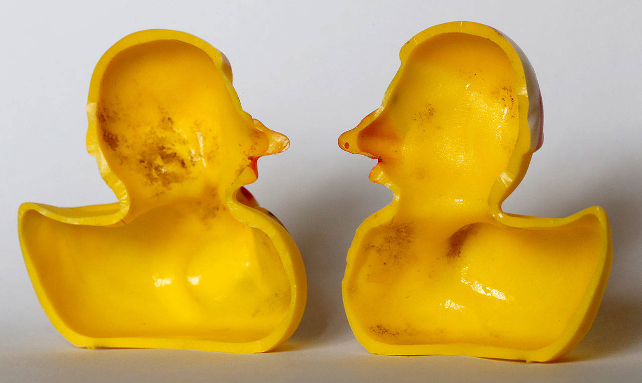 The inside of a rubber duck after it was cut open. Swiss researchers now say the cute, yellow bath-time friends harbor a dirty secret: microbes swimming inside. ( AP Photo/Ferdinand Ostrop)