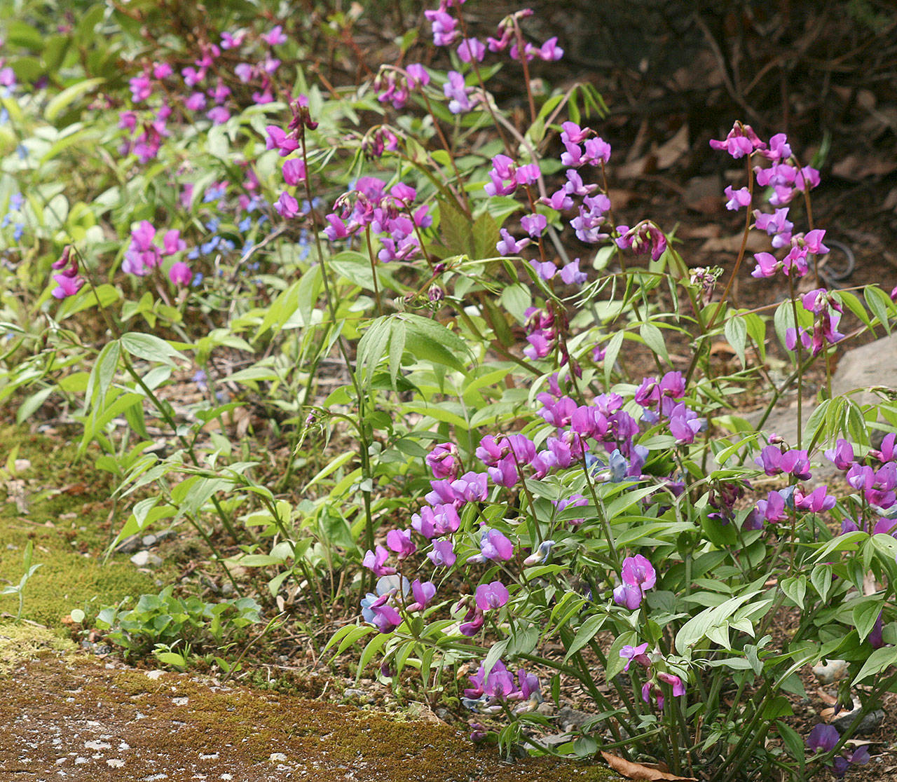Lathyrus vernus, commonly called spring vetchling, is a little-known legume for the garden. (Richie Steffen)