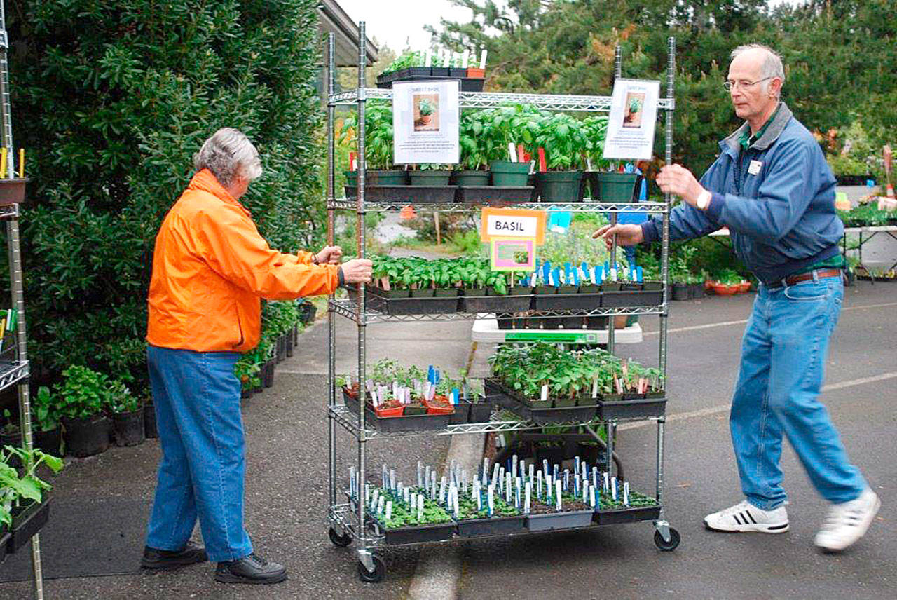 Master gardeners Rozella Kleven and Chet Richardson set up for the Snohomish County Master Gardeners Foundation plant sale last year. This year’s sale is May 5 at McCollum Park in south Everett. (Photo by Alex Duncan)