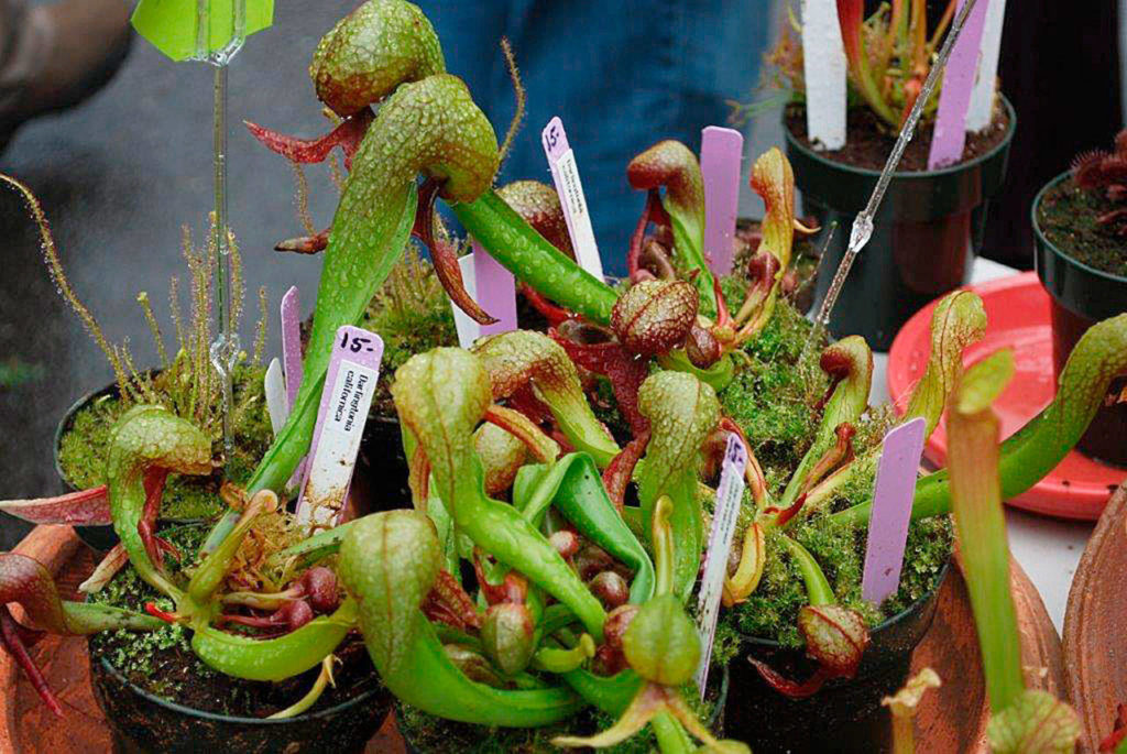 Carnivorous plants for sale by the Snohomish Master Gardeners. (Photo by Alex Duncan)
