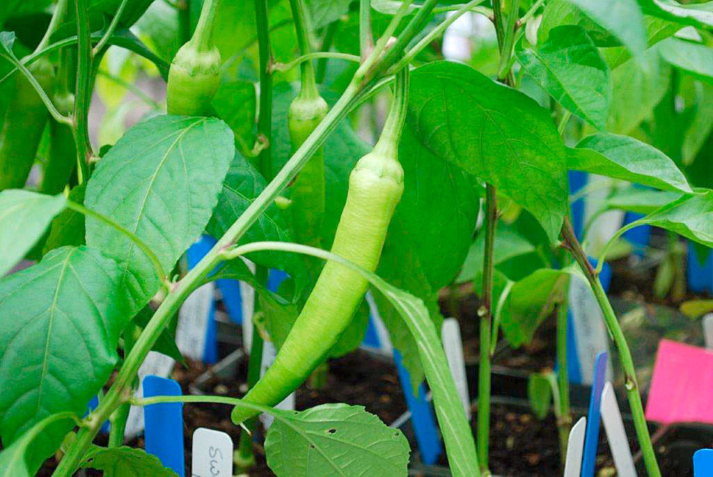 A variety of pepper plants at last year’s sale. (Photo by Alex Duncan)
