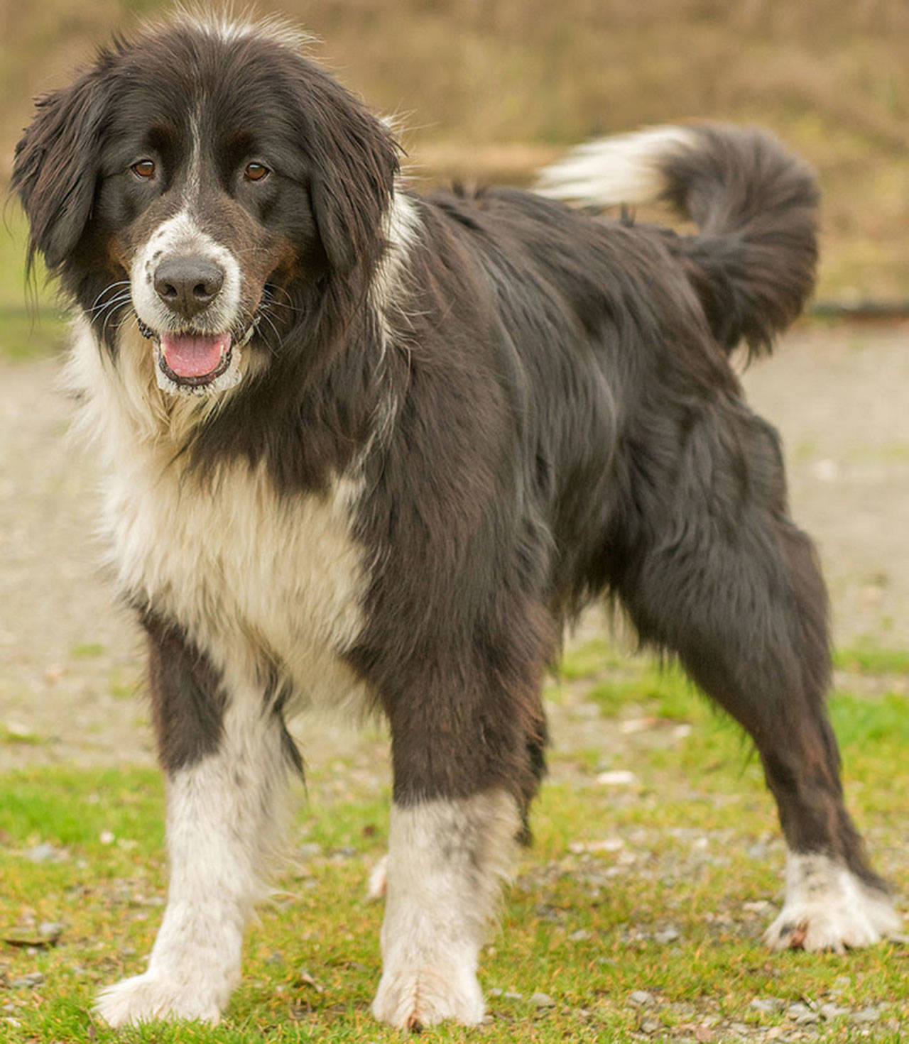 Teddy is looking for his special home. He has been an outdoor dog who lived on a 5 fenced acres then moved to a smaller place and a smaller pen. He needs to be the only domestic pet in the home as he is very territorial. He did great on the farm with horses and had a pond that he loved to swim in. Teddy will need a home with herding dog experience and adults only. Teddy is not suited for apartment living. (Curt Story/Everett Animal Shelter)