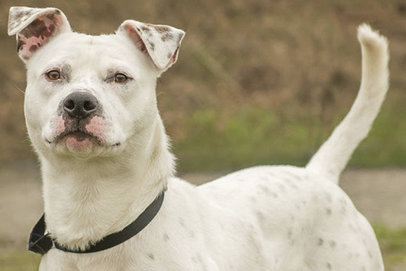 Three dogs await for new homes from Everett Animal Shelter