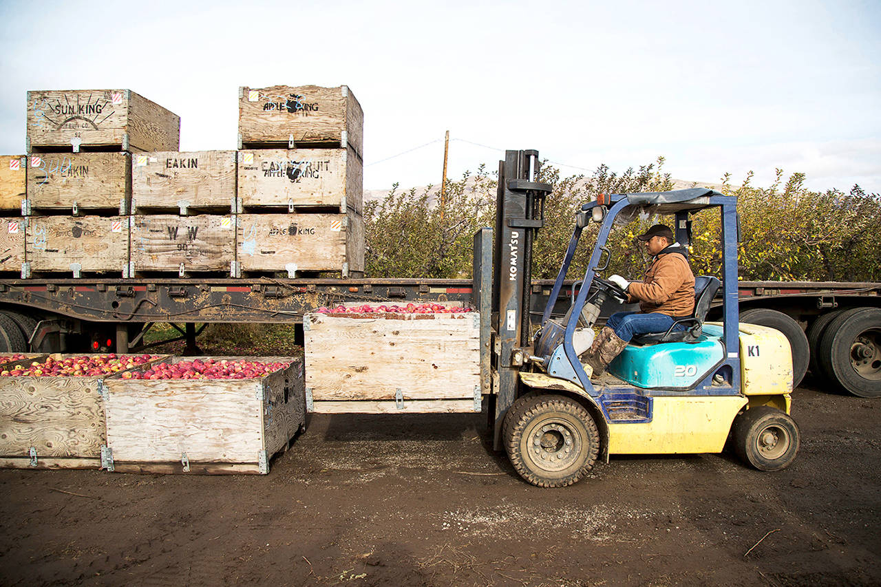 In this 2017 photo, Jaìme Ceja operates a forklift while loading boxes of Red Delicious apples on to a trailer during his shift in an orchard in Tieton, Washington. Cherry and apple growers in Washington state are worried their exports to China will be hurt by a trade war that escalated on Monday when that country raised import duties on a $3 billion list of products. (Shawn Gust/Yakima Herald-Republic via AP, File)