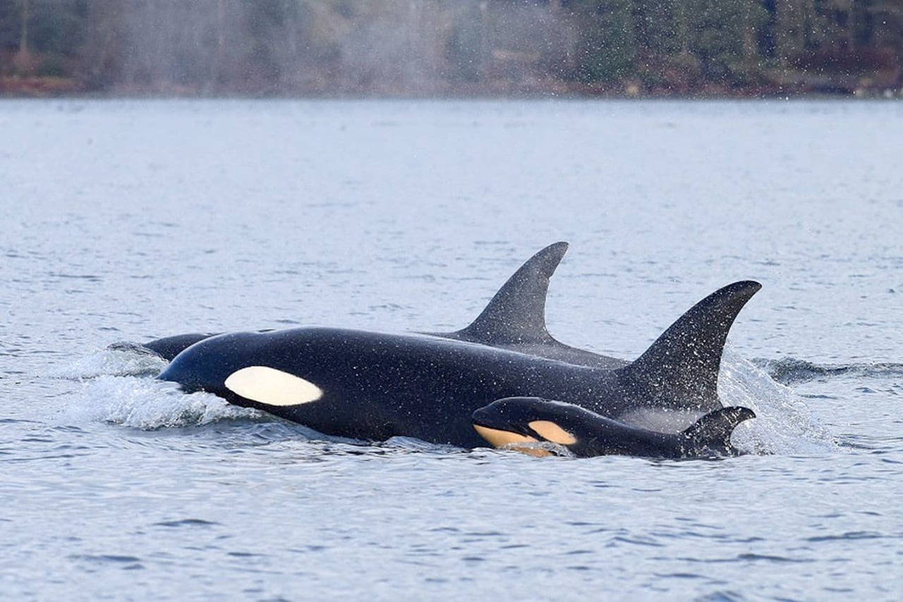 An orca calf swims alongside its mother shortly before it is attacked by a male killer whale, in the first documented case of killer whale infanticide. (Jared Towers)