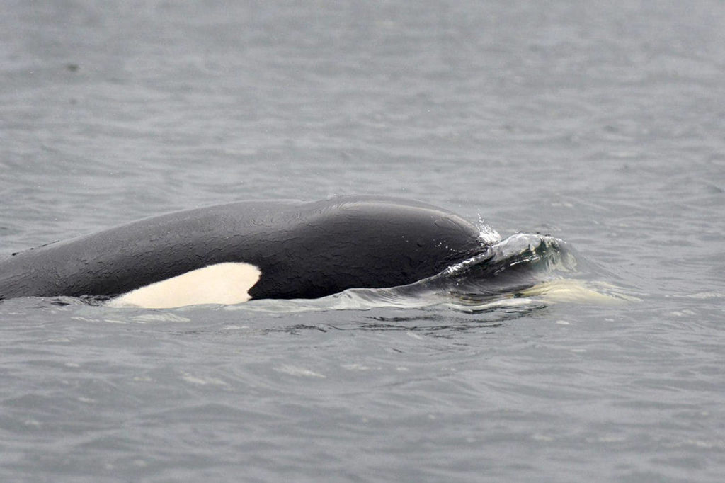 A male killer whale grips in his mouth the body of an orca calf he killed, in the first documented case of killer whale infanticide. (Gary Sutton)
