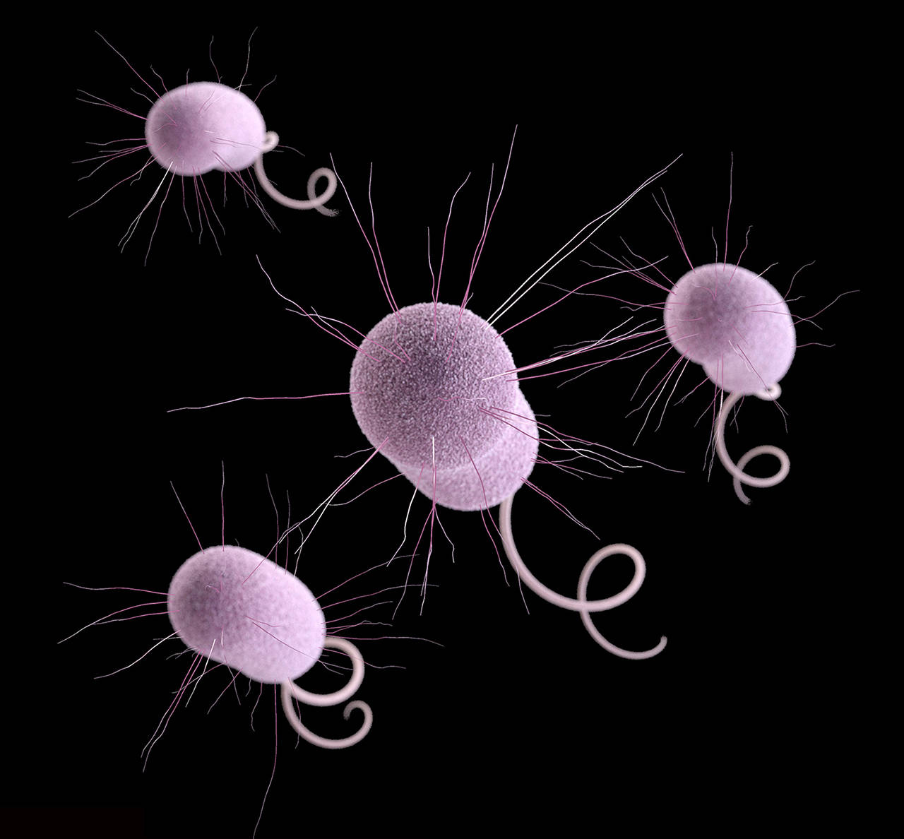 This illustration depicts Pseudomonas aeruginosa bacteria, one of the germs that can evolve to resist antibiotics. (CDC via AP, File)