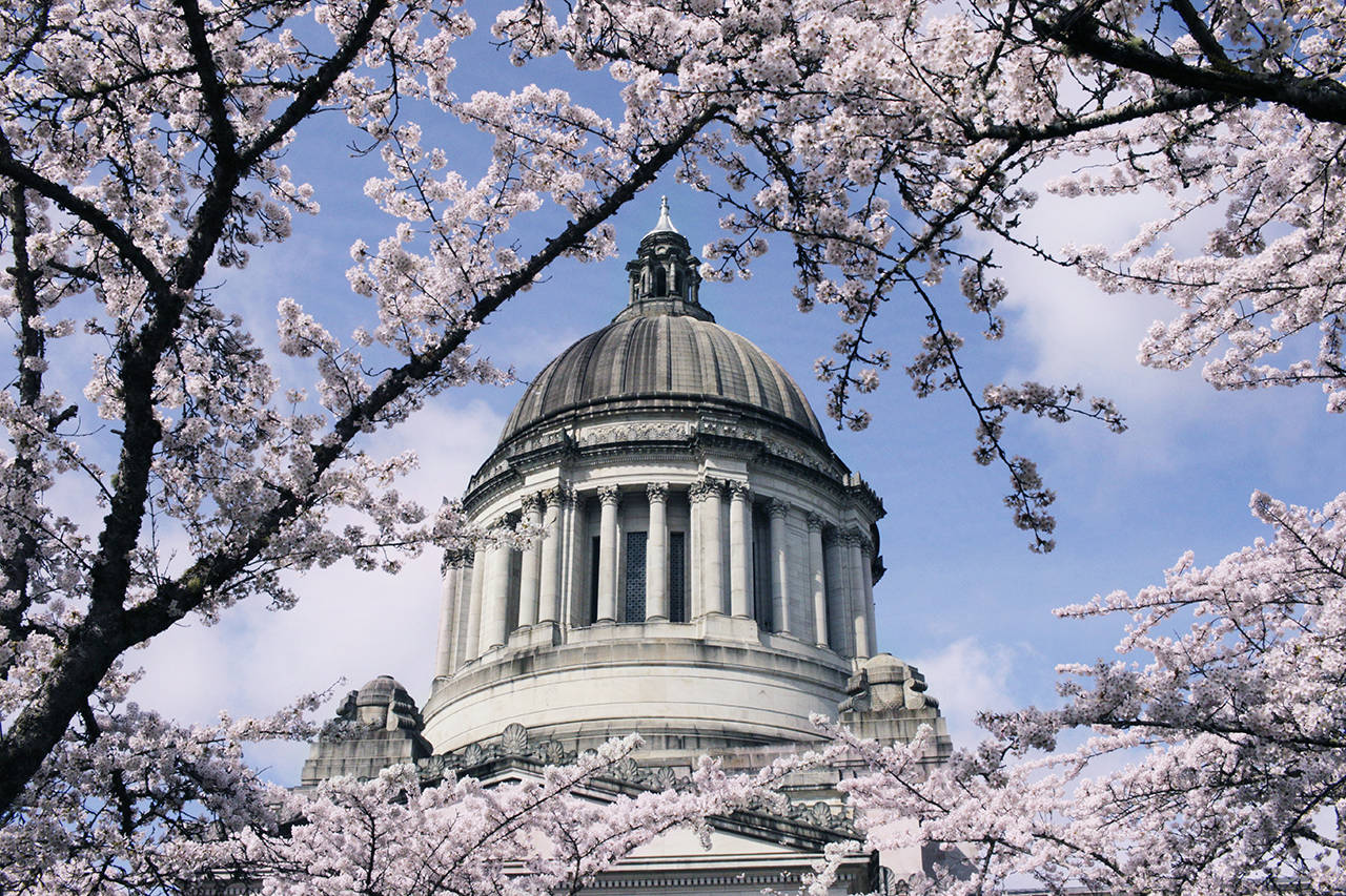 The dome of the Washington Capitol is seen through the branches of cherry blossom trees March 30 in Olympia. (AP Photo/Rachel La Corte, file)