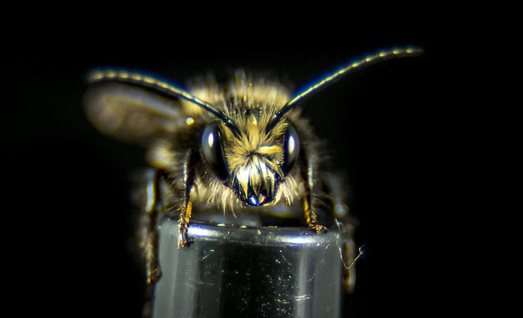 Mason bees are some of the first bees to emerge from winter hibernation and begin pollinating. (Crown Bees photo)
