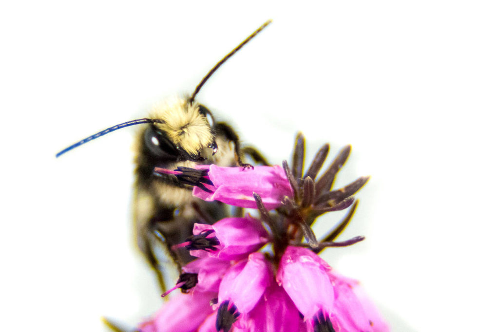 A mason bee gets pollen from heather flowers. The native bee is a useful pollinator for gardeners. (Crown Bees photo)
