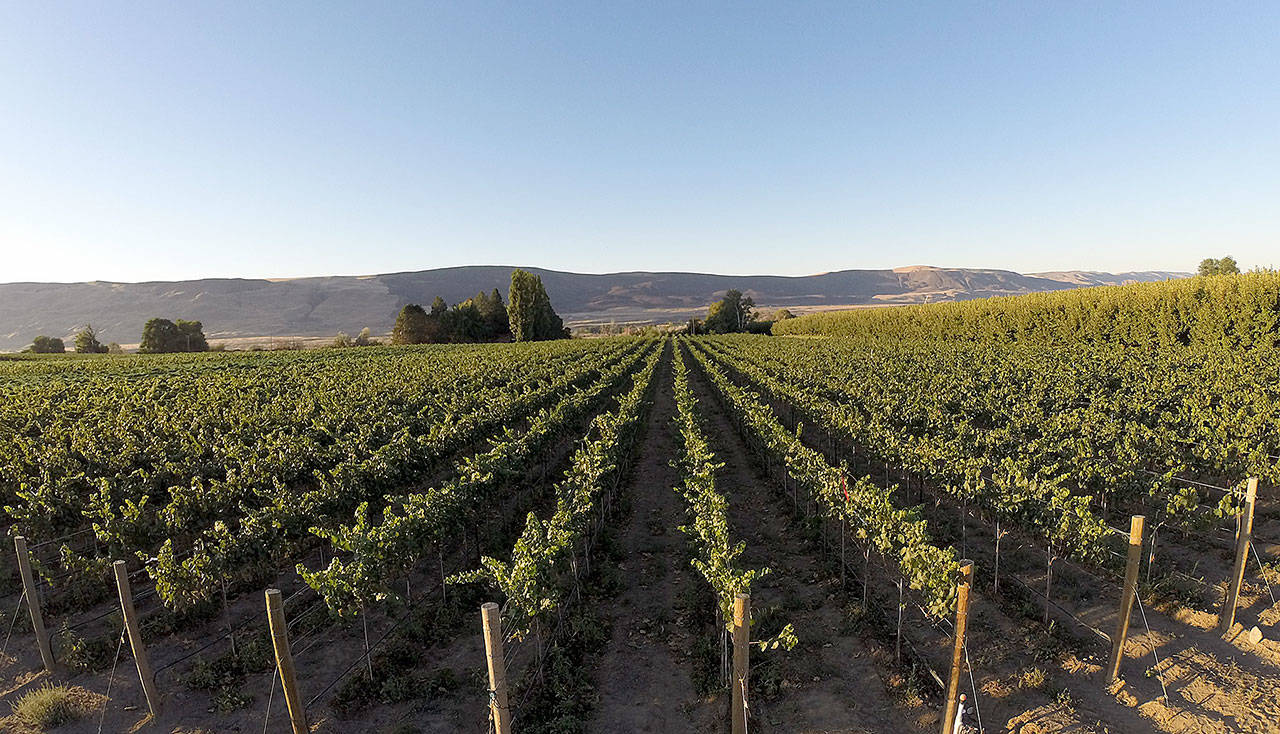 Grapes ripen at Harrison Hill, a Yakima Valley vineyard near Sunnyside. It was established in 1914, and these vines date to the early 1960s. (Photo by Andy Perdue/Great Northwest Wine)