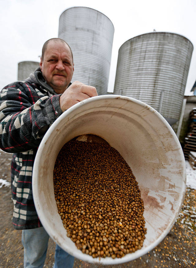 Richard McNulty of Sankey’s Feed Mill shows a bucket of roasted soybeans Thursday in Volant, Pennsylvania. (AP Photo/Keith Srakocic)