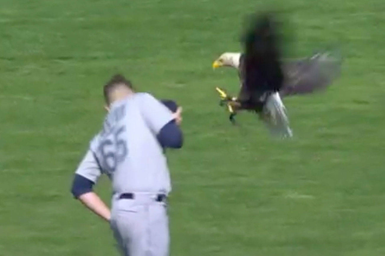 Video The eagle has landed — on James Paxton’s shoulder