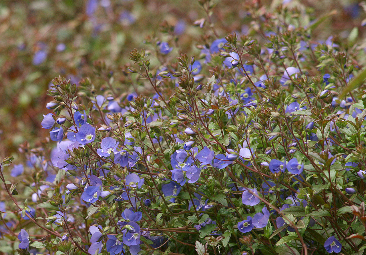 Veronica peduncularis “Georgia Blue” is native to the nation not the U.S. state. (Richie Steffen)