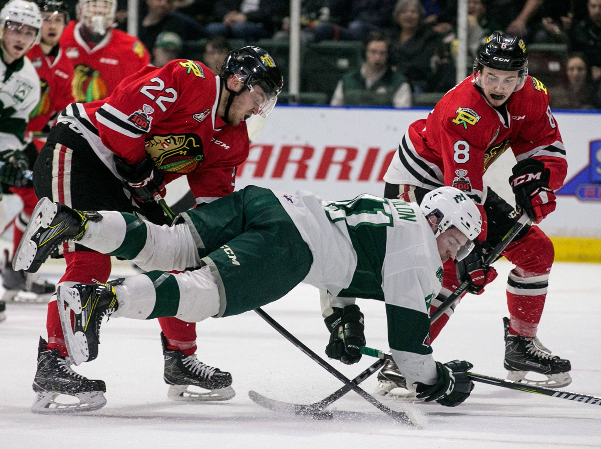 The Silvertips’ Garret Pilon (center) is tripped up by Portland’s Kieffer Bellows (left) and Cody Glass during a playoff game on April 6, 2018, at Angel of the Winds Arena in Everett. (Kevin Clark / The Herald)