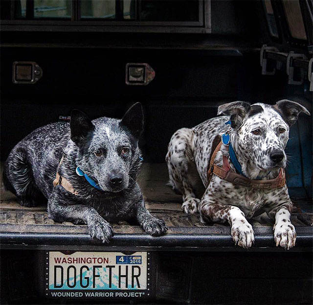 Quincy and Whisper sit on the back of a Jeep, whose plate was personalized by owner Bob Littlejohn, of Granite Falls, to reflect a nickname he received through his role with a local dog park. (Contributed photo)