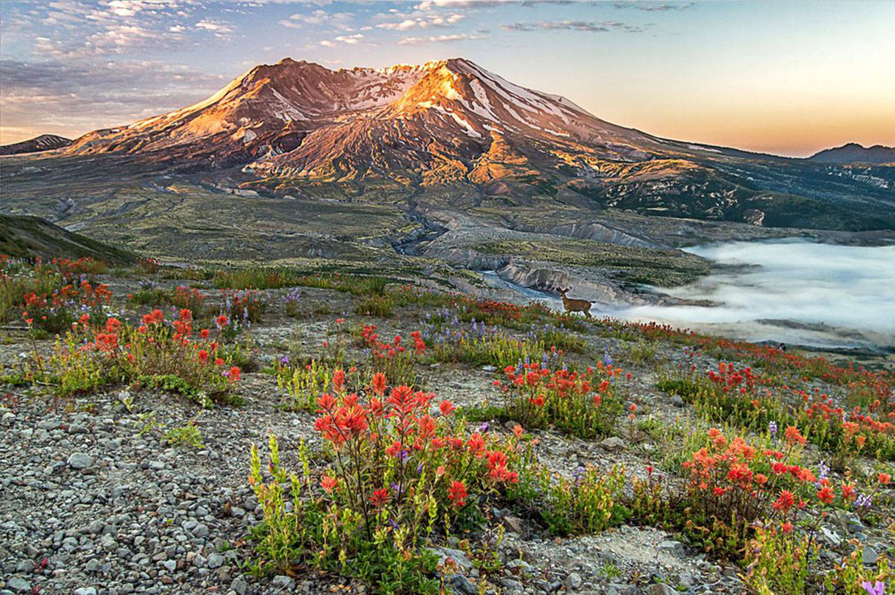 Mount St. Helens (Stacey Arnold)