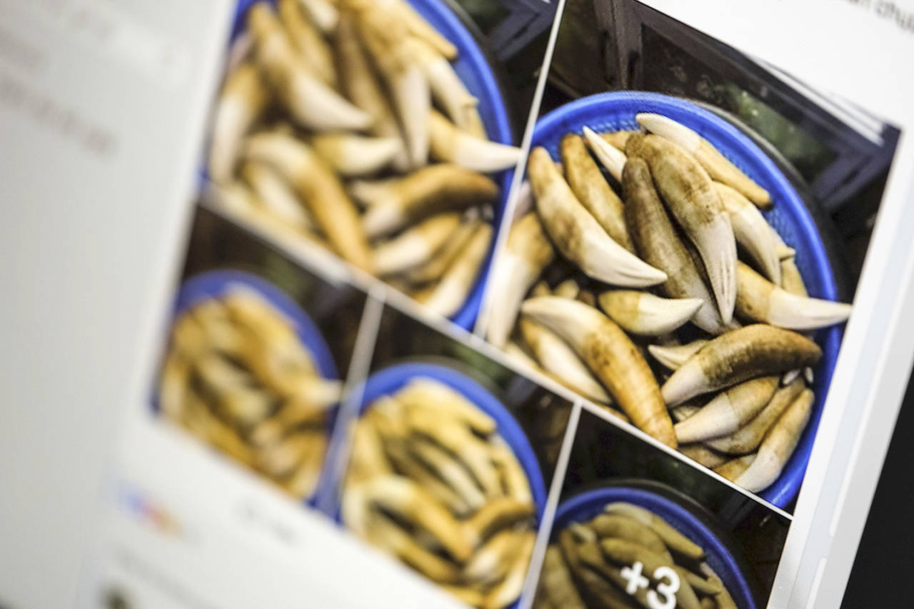 This screen grab taken from a Facebook group on April 9 shows what appears to be a bucket of tiger teeth offered for sale on a Facebook page. (AP Photo)