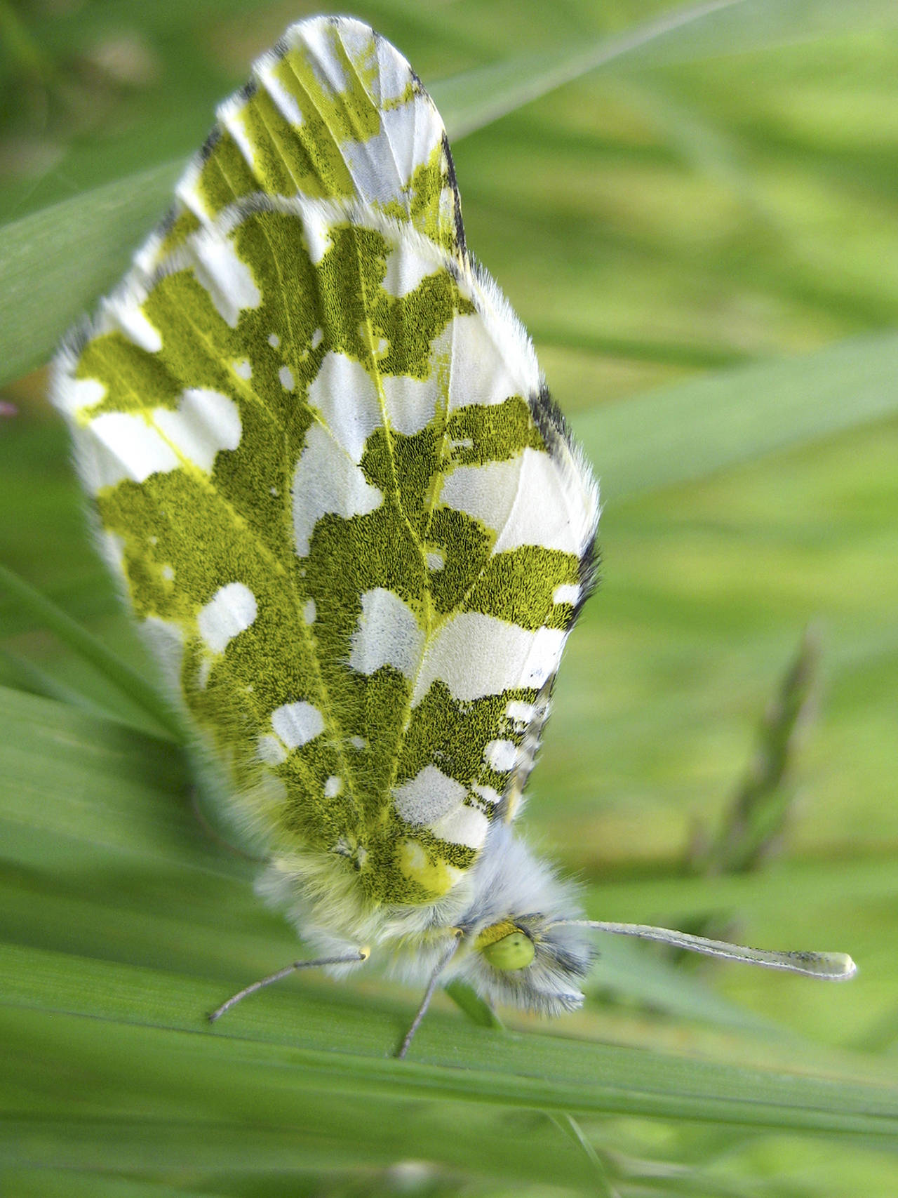 Federal wildlife officials want to protect the rare white and green island marble butterfly, found only on Washington’s San Juan Island. (Karen Reagan/US Fish and Wildlife Service via AP)