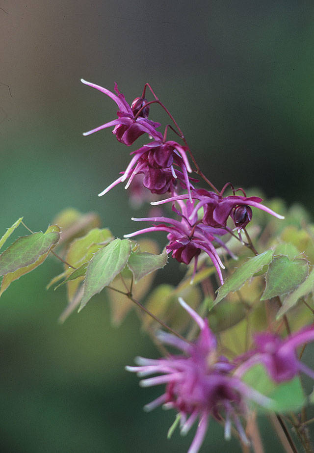 Epimedium grandiflorum “Purple Prince” has dainty flowers with colorful new foliage come spring. (Richie Steffen)