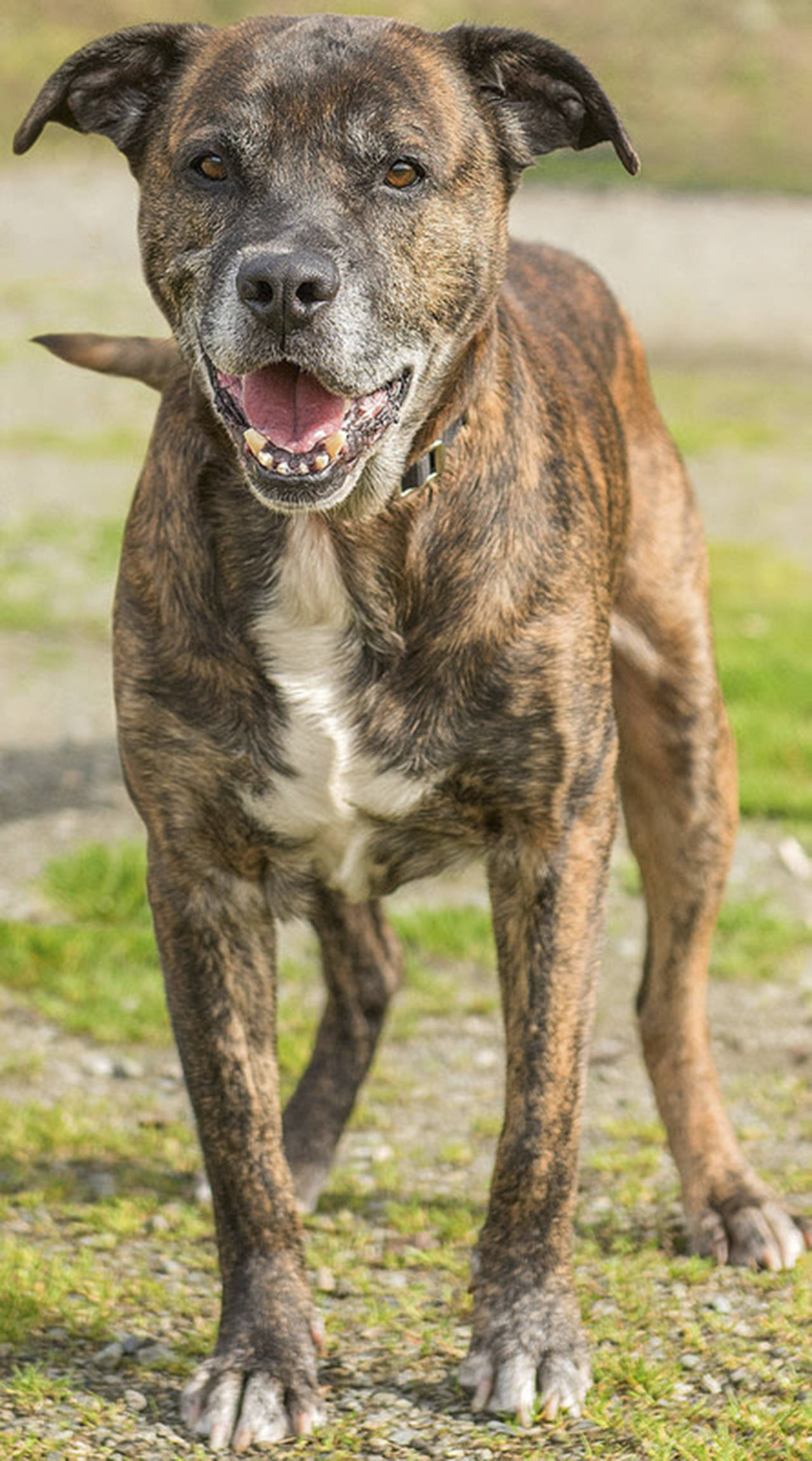 Gator is an active senior looking for a new home. He will need a securely fenced yard as he has a habit of taking himself for walkabouts. Gator will need a meet-and-greet with any resident dogs and a feline-free home. Don’t let this handsome guy’s age fool you — he has plenty spunk! (Curt Story/Everett Animal Shelter)