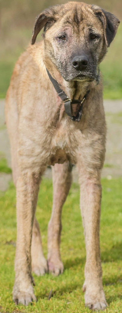 Satchel arrived at the shelter in really rough shape. She is on her road to recovery but may need to be on a special diet to keep her skin allergies under control. Satchel is a very calm dog who knows some tricks. She will do best in an adult-only home and will need a meet-and-greet with any resident canines. Satchel loves going for walks with our volunteers and is nicely leash-trained. (Curt Story/Everett Animal Shelter)
