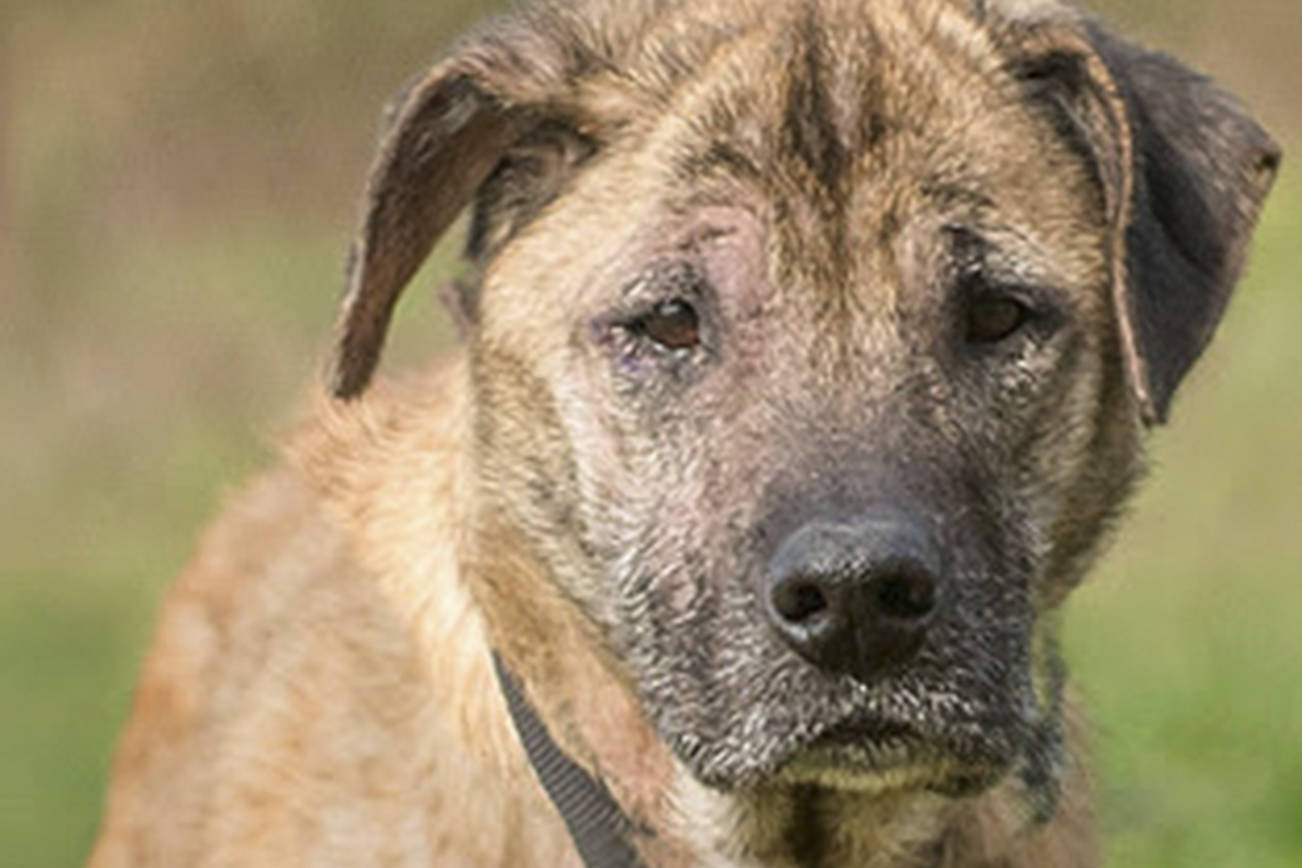 Two dogs await for new homes from Everett Animal Shelter