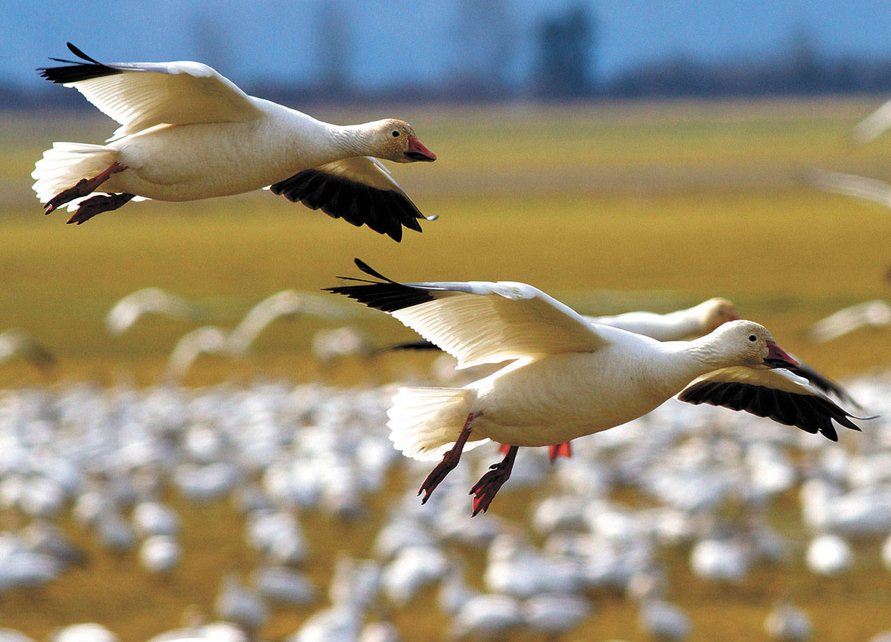Snow geese travel thousands of miles from Russia’s Wrangel Island to winter in the Skagit Valley. (Mike Benbow/Herald file photo)