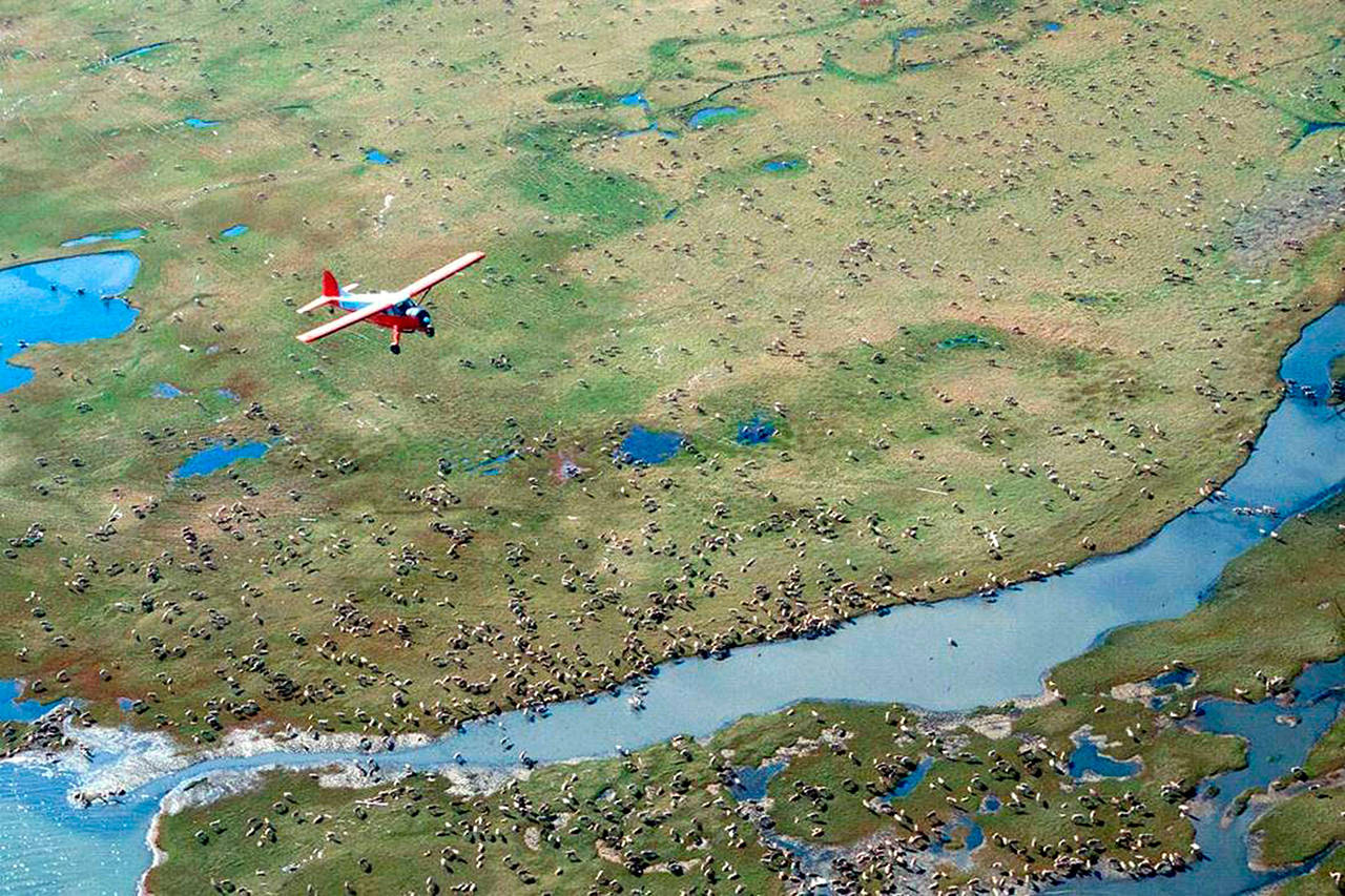 An airplane flies over caribou from the Porcupine Caribou Herd on the coastal plain of the Arctic National Wildlife Refuge in northeast Alaska. (U.S. Fish and Wildlife Service via AP)