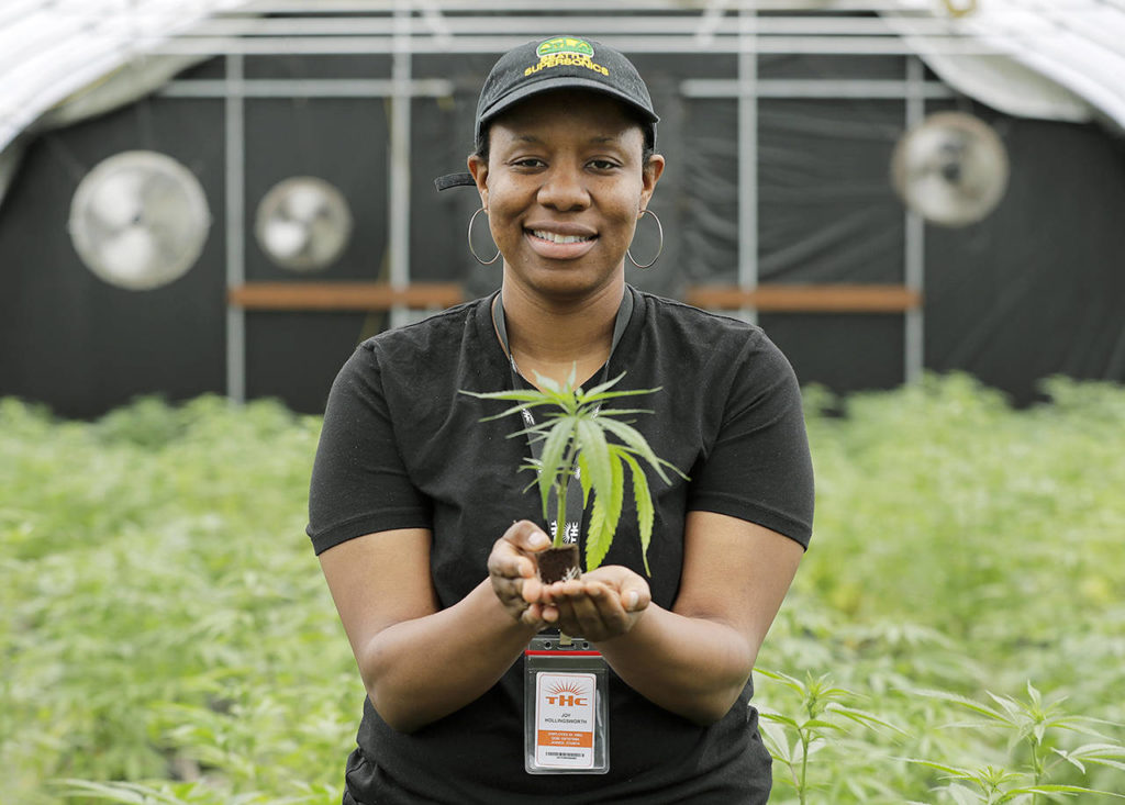 Joy Hollingsworth, of the Hollingsworth Cannabis Company, holds a young marijuana plant in one of her company’s pot growing facilities on April 12 near Shelton, Washington. Hollingsworth family members own a marijuana farm south of Seattle, where they grow about 9,000 plants and employ 30 people at peak harvesting. (AP Photo/Ted S. Warren)
