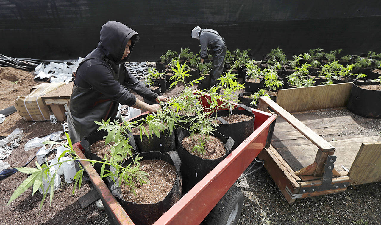 Alex Martin (left) and Macrio Ahlon (right) load transplanted marijuana plants into a trailer as they work April 12 at the Hollingsworth Cannabis Company near Shelton, Washington. (AP Photo/Ted S. Warren)