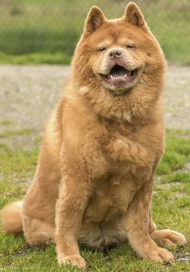 Although Pumpkin, a three-legged Chow Chow, prefers a no-drama home, she is also not above greeting people with her happy dance. (Curt Story/Everett Animal Shelter)