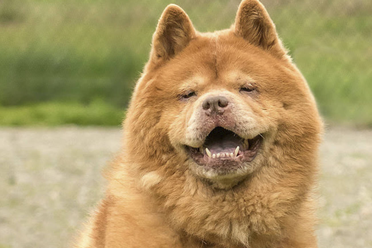 Two dogs await for new homes from Everett Animal Shelter