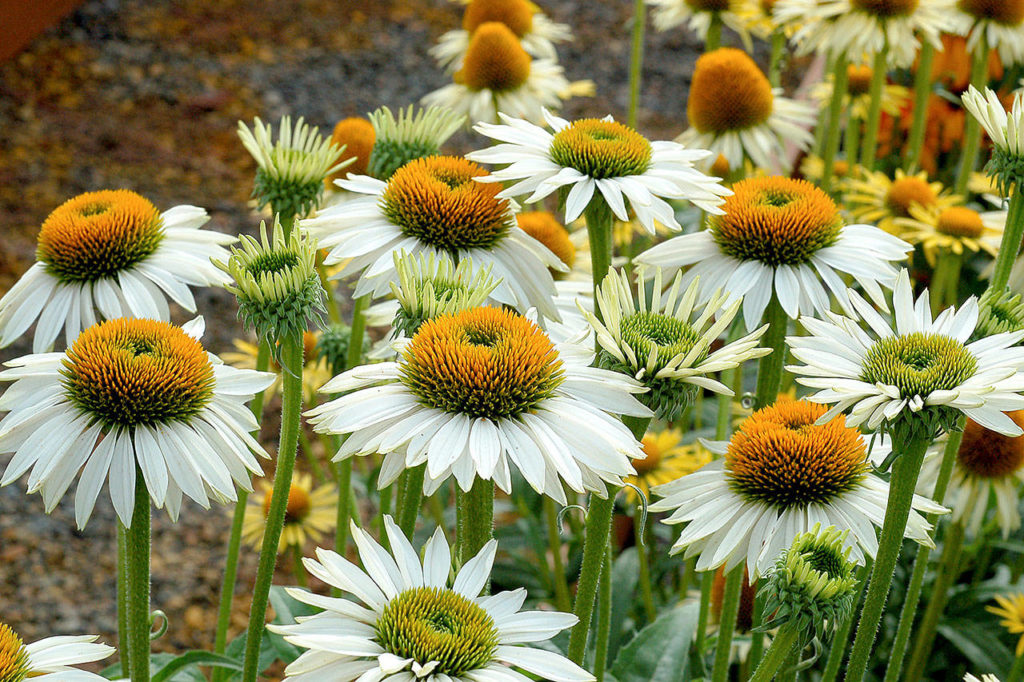 Echinacea, with its white flowers and yellow centers, is a summer perennial that attracts pollinators. (Photo courtesy of Terra Nova Nurseries)
