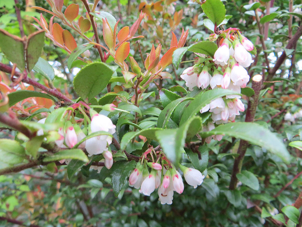 Our native evergreen huckleberry also provides nourishment for pollinators. (Photo courtesy of Fourth Corner Nurseries)
Our native evergreen huckleberry also provides nourishment for pollinators. (Photo courtesy of Fourth Corner Nurseries) 
