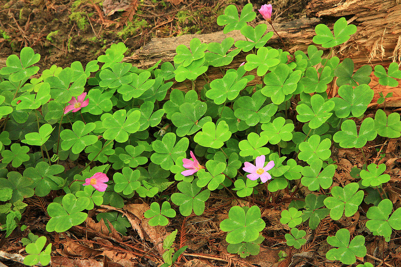 This evergreen form of redwood sorrel is a good groundcover for shaded areas with spring/summer flowers. (Photo by Pam Roy)