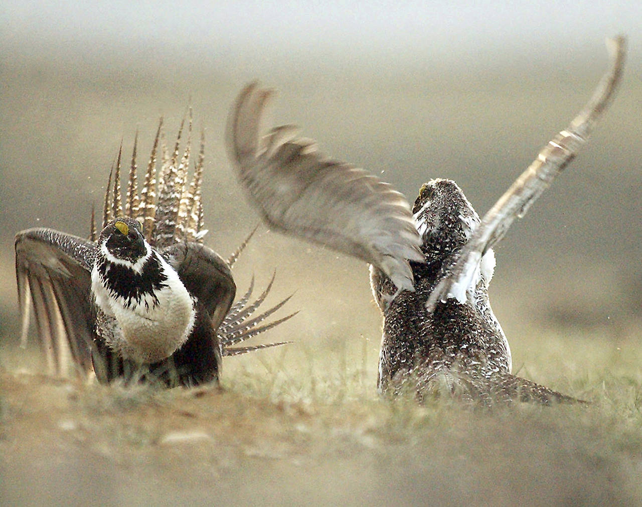 In this 2008 photo, male sage grouses fight for the attention of females southwest of Rawlins, Wyoming. (Jerret Raffety/The Rawlins Daily Times via AP, File)